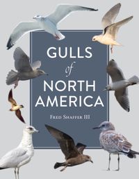 Gulls Of North America; Fred Shaffer; 2022